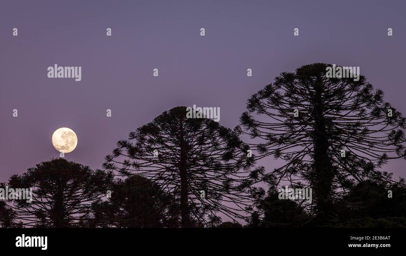 Moon rising over bunya pines Stock Photo