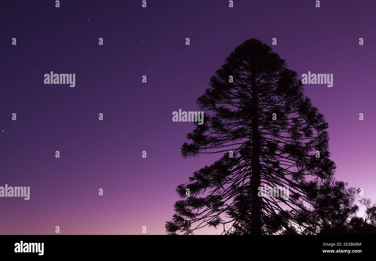 Bunya Pine in the sunset Stock Photo