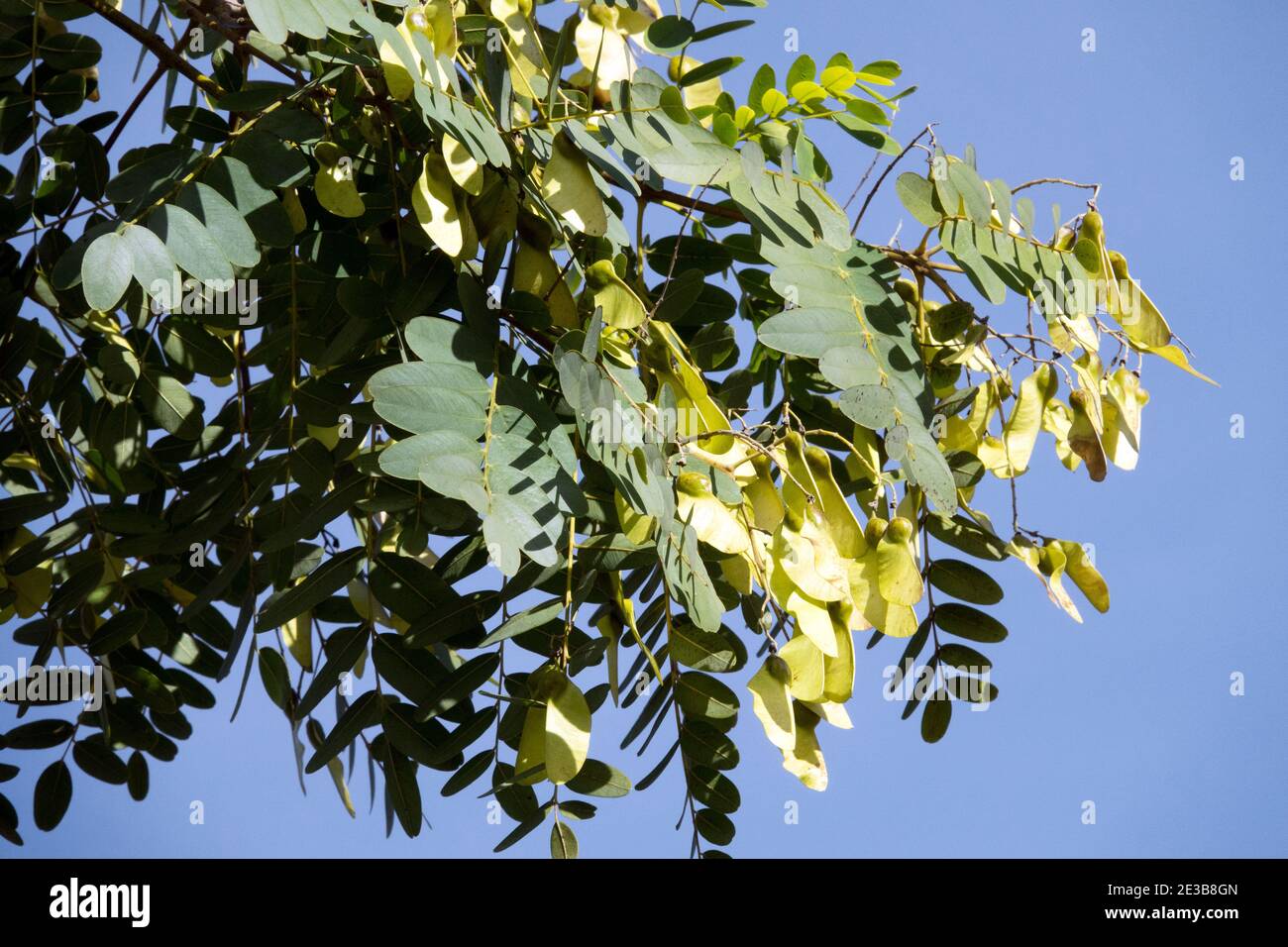 Rosewood tree Tipuana tipu pods Stock Photo