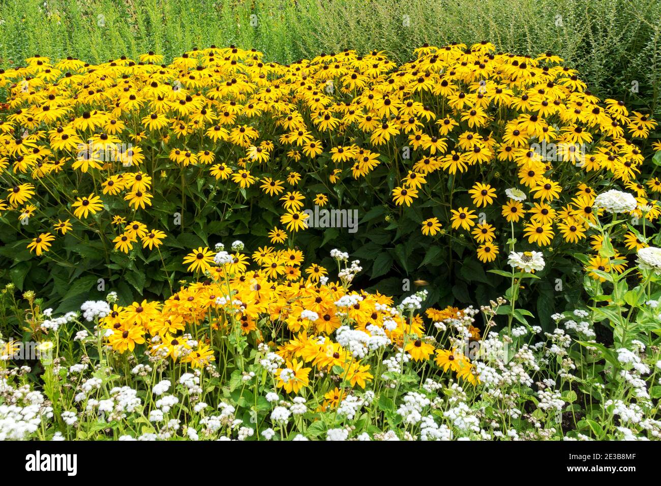 Garden yellow-white herbaceous perennial drifts Rudbeckia Goldsturm Stock Photo