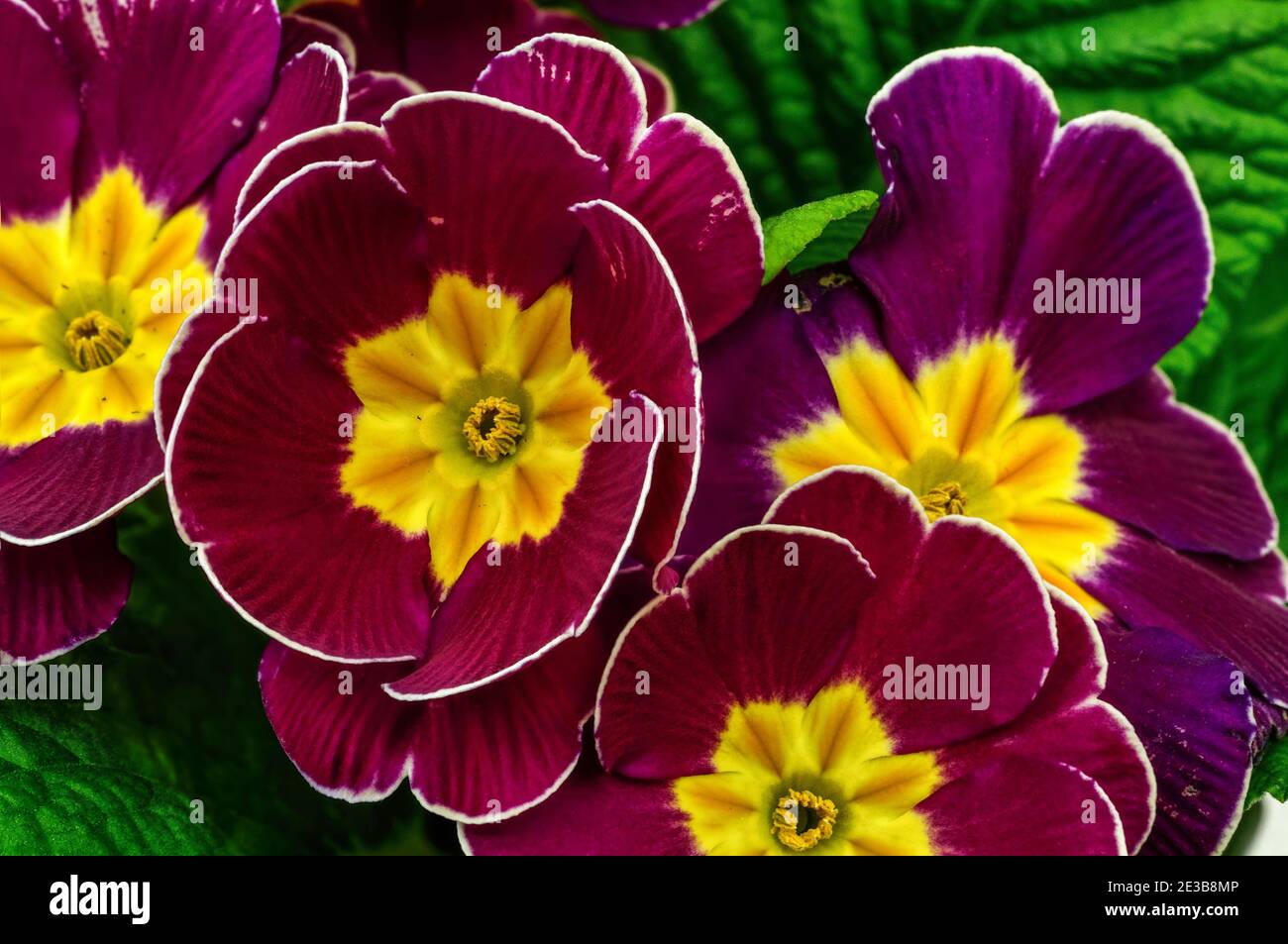 Polyanthus or Primrose, colourful flowers in full bloom, photographed from a short distance,macro,flowers with a huge scale of colours,Primula vulgari Stock Photo