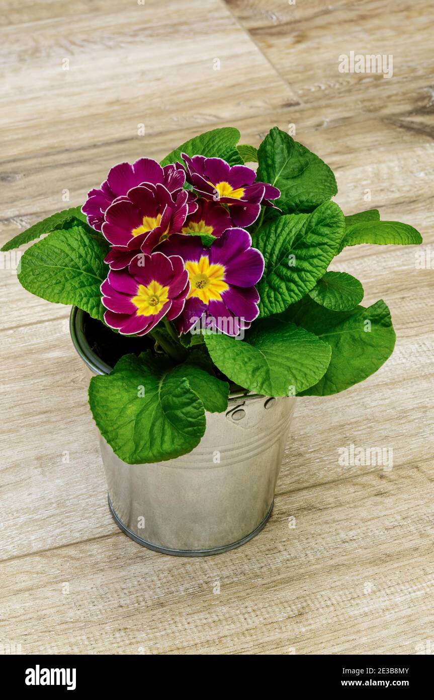 Polyanthus or Primrose, colourful flowers in full bloom, photographed from a short distance,macro,flowers with a huge scale of colours,Primula vulgari Stock Photo