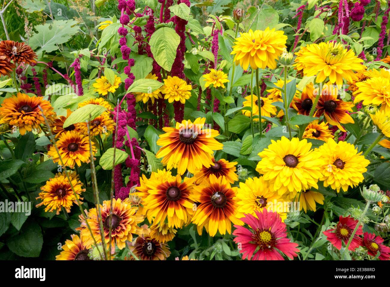 Black-eyed Susans Rudbeckias Amaranth Mid Summer, August Flowers Flowering Herbaceous Garden Colorful, Mixed Flowerbed Yellow Rudbeckia hirta blooming Stock Photo