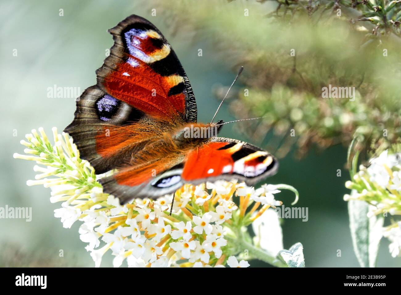 Peacock Butterfly on white Buddleia flower Stock Photo - Alamy