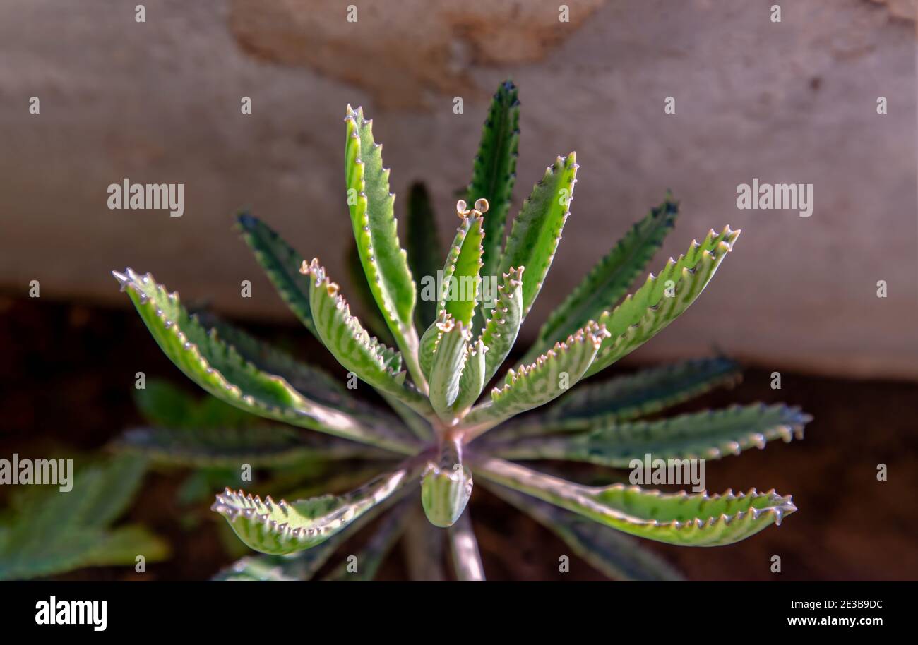 Closeup of view on Kalanchoe Delagoensis. The plant is also know as Mother of Millions, Devil's Backbone and Chandlier Plant. Selective focus. Stock Photo