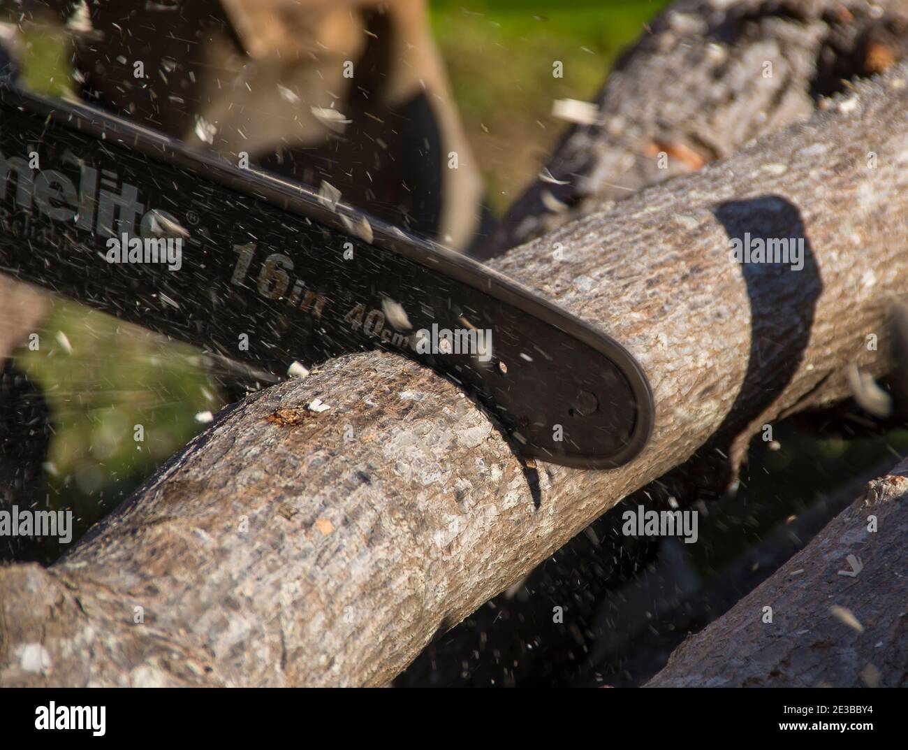 Chainsaw cutting pruned branches into logs. Maintenance in an avocado