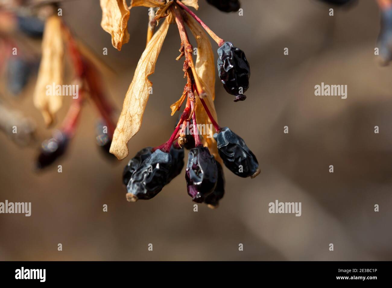 Berberis vulgaris. Red barberries on the bush in the garden. Stock Photo