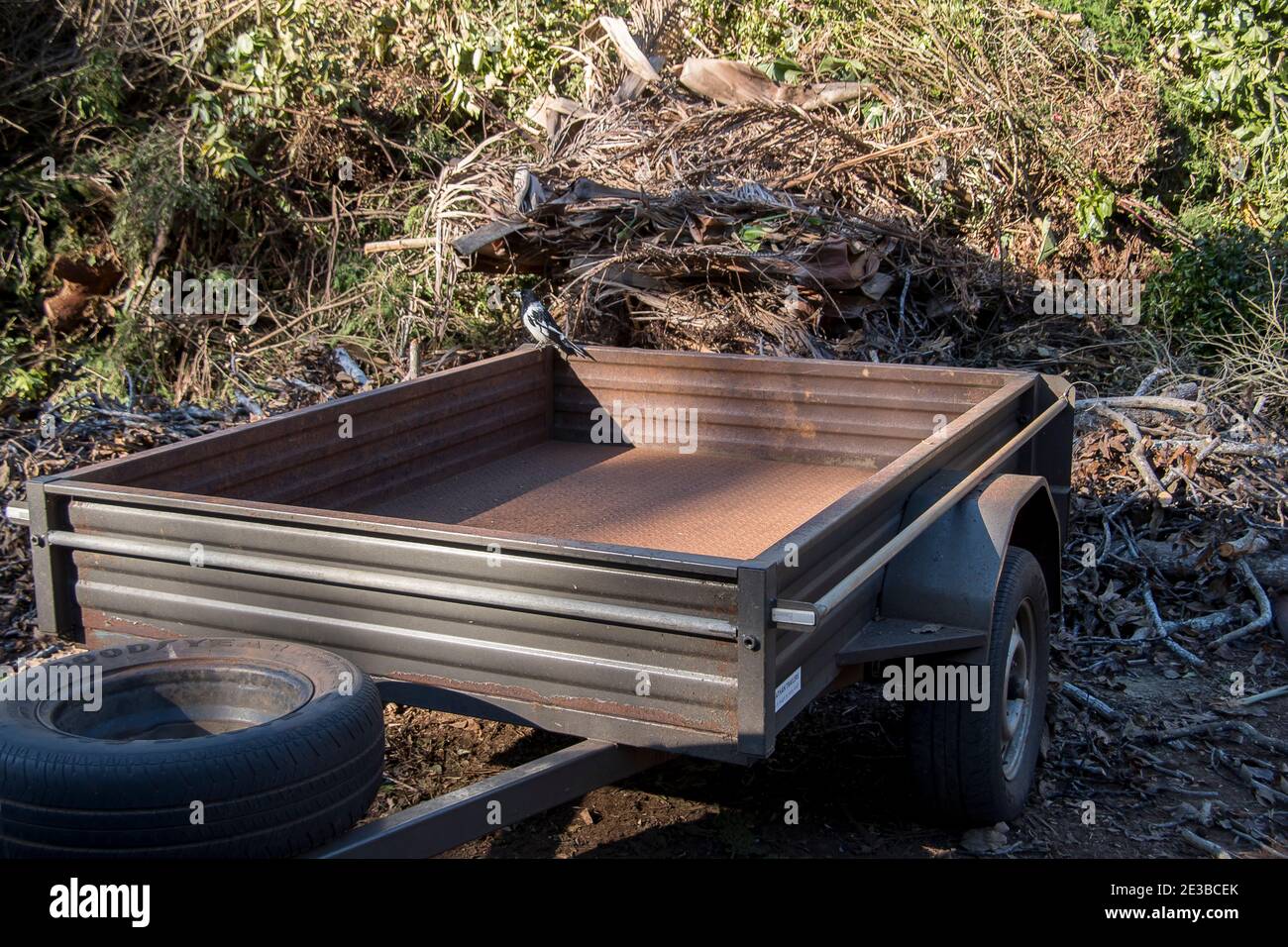 A 2-wheeled box-trailer used for domestic rubbish removal to the council tip. Pied butcherbird (Cracticus nigrogularis) perched on the side. Stock Photo