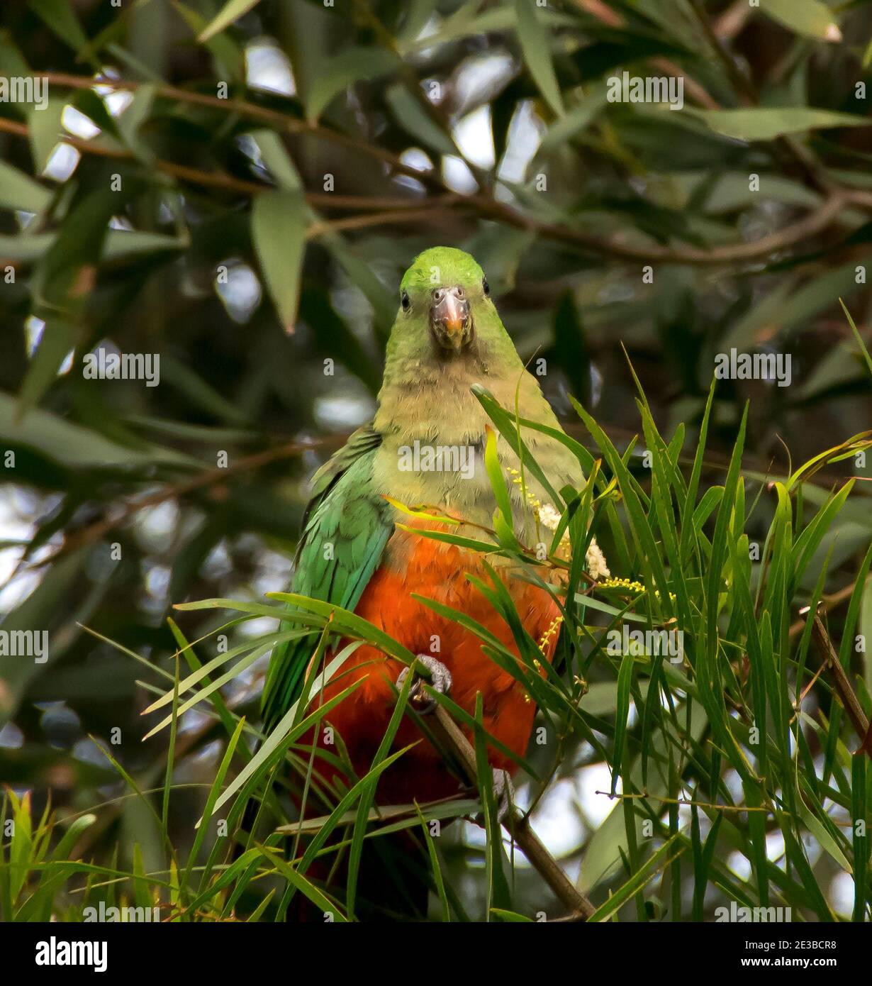 A young male KIng Parrot (alisterus scapularis) perched in a tree looking at the camera. Queensland, Australia. Stock Photo