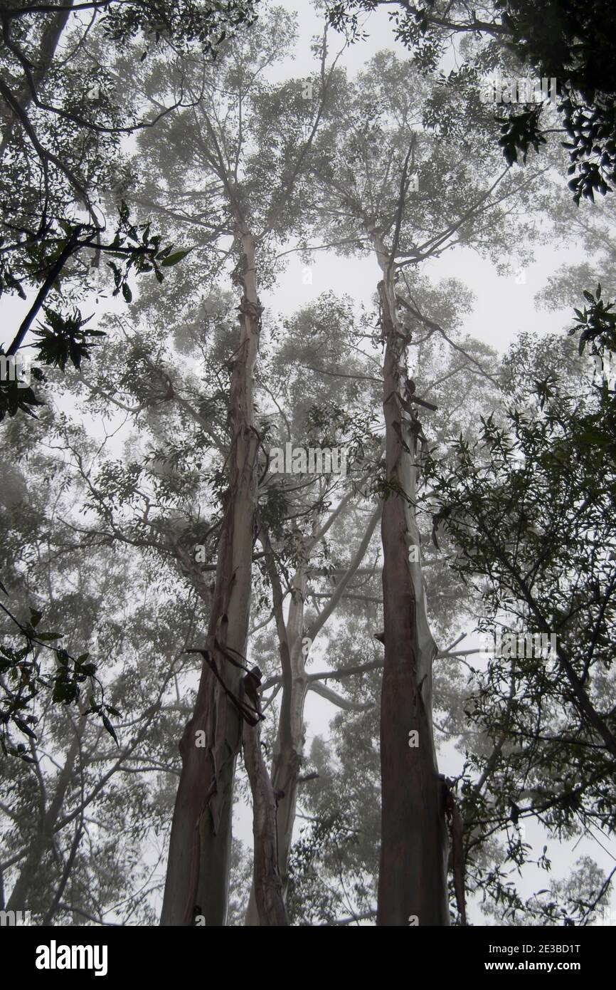 Eucalyptus trees in Australian lowland subtropical rainforest during wet and misty summer weather. Tamborine Mountain, Australia. Stock Photo