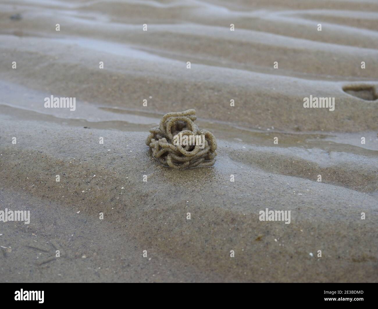 Excreted deposit left by a sandworm on the beach in Netherlands Stock Photo  - Alamy