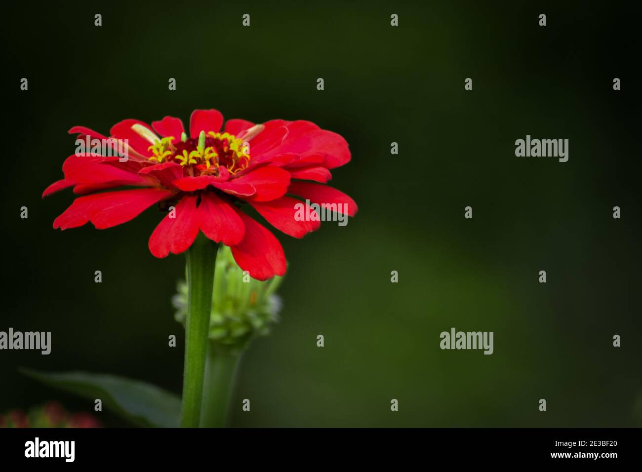 The bright red flowers of zinnia elegans (common zinnia) in the garden closeup Stock Photo