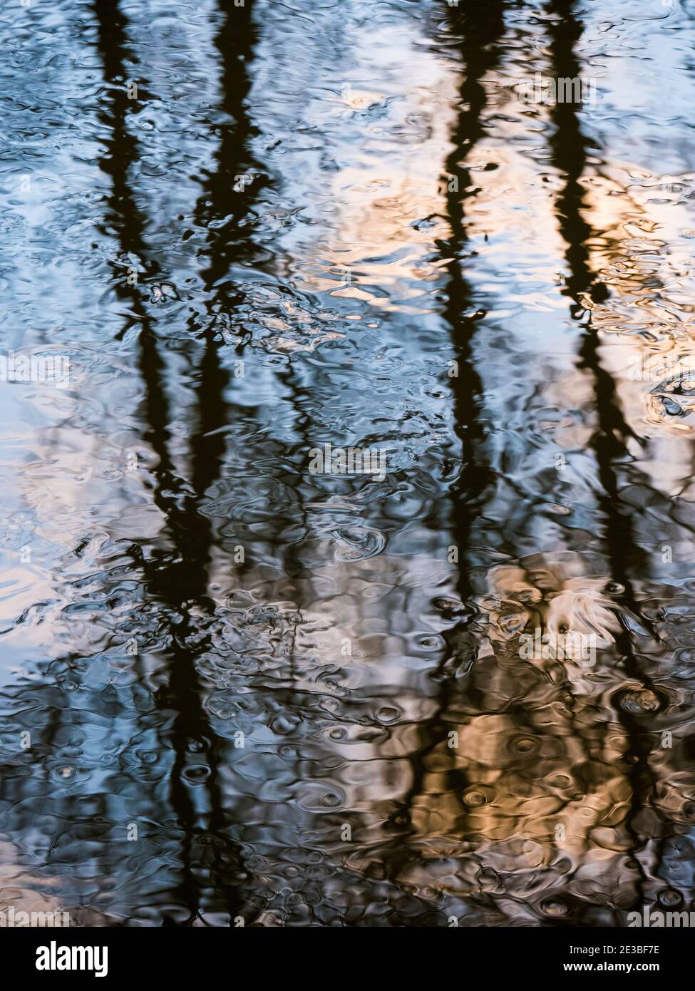 Abstract Trees, Sunrise,  Reflected in River Kennet, Reading, Berkshire, England, UK, GB. Stock Photo