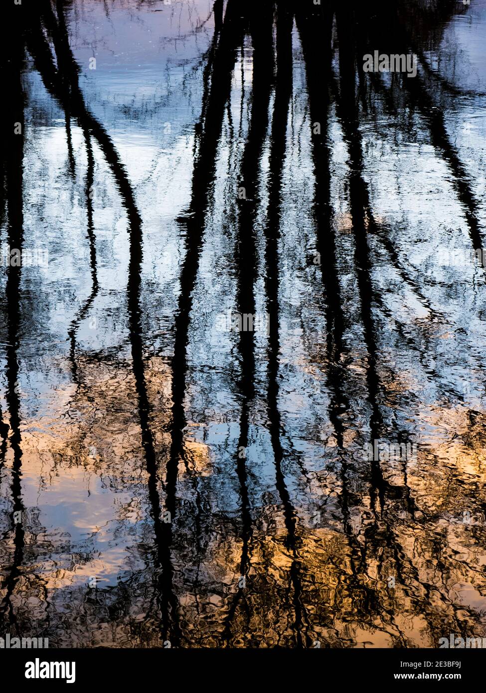 Abstract Trees, Sunrise,  Reflected in River Kennet, Reading, Berkshire, England, UK, GB. Stock Photo
