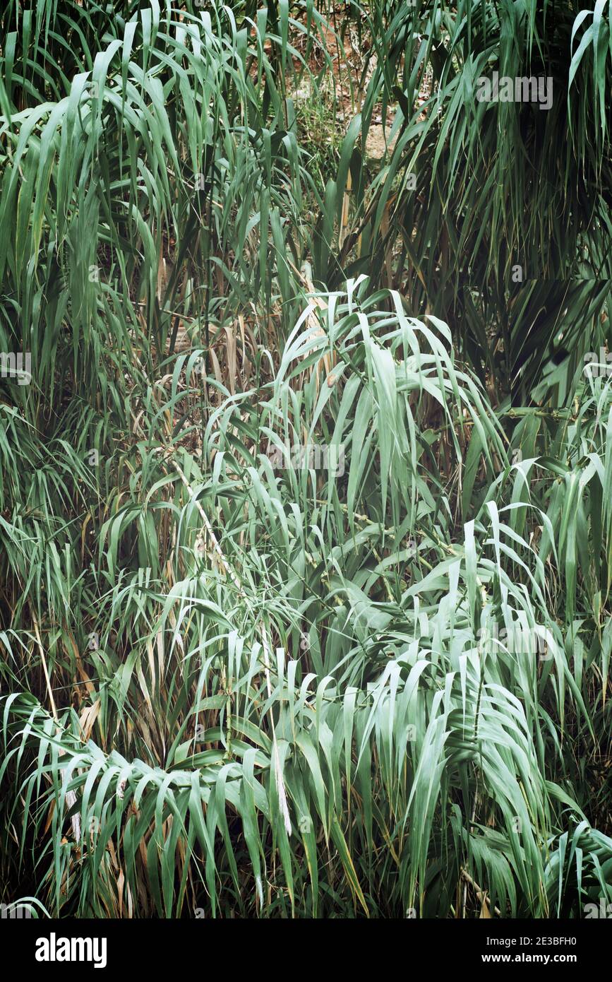 Reed bed in the park hi-res stock photography and images - Alamy
