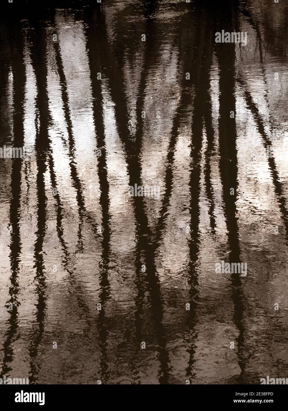 Black and White Landscape of Tree Reflections, River Kennet, Reading, Berkshire, England, UK, GB. Stock Photo
