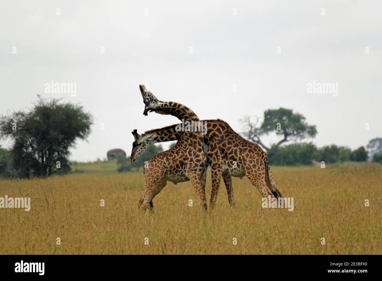 Couple giraffes in savannah africa hi-res stock photography and images ...