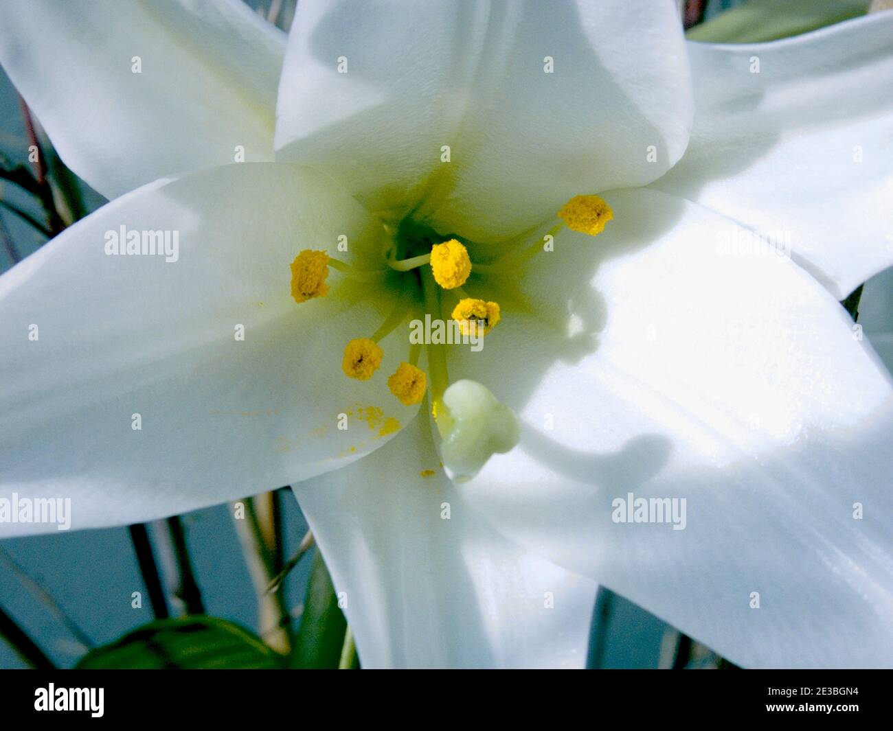 Lilium longiflorum ‘white heaven’ hires stock photography and images Alamy