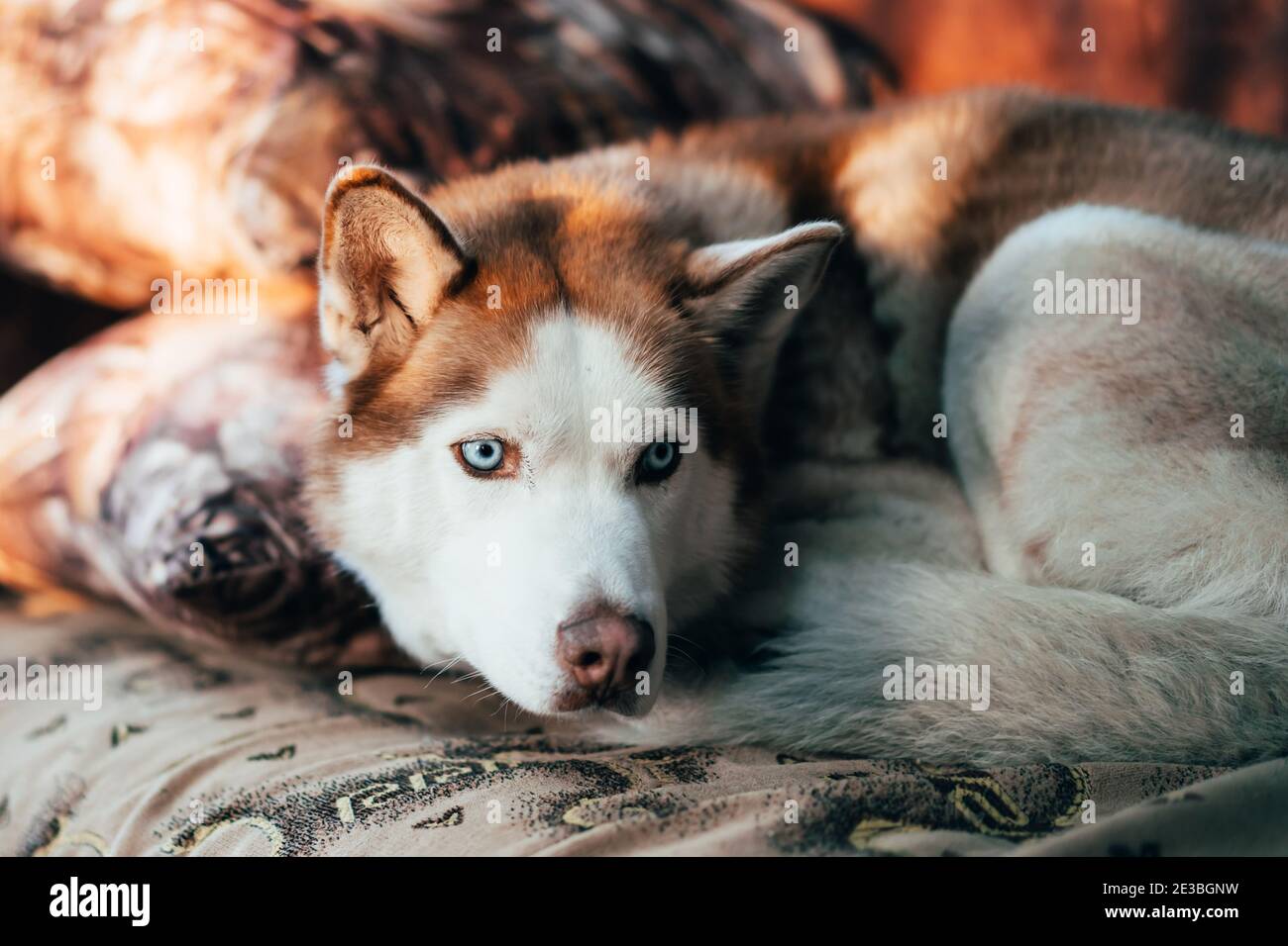 Why Is My Dog Curled Up In A Ball