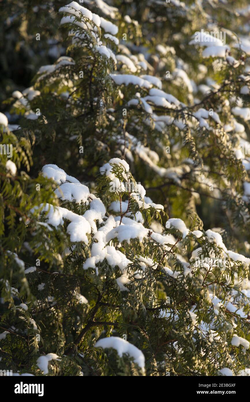 Thuja branches covered with snow in winter close up Stock Photo