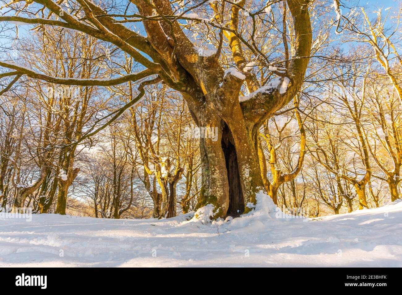 Beautiful shot of the frosted tree during the winter season in Oiertzun ...