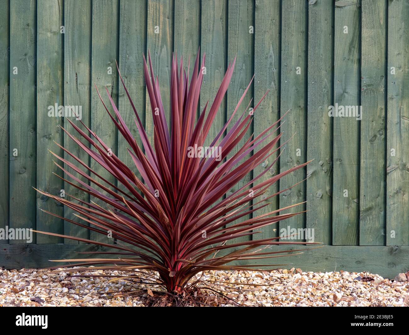 Beautiful red cordyline plant by fence, outdoors. Stock Photo