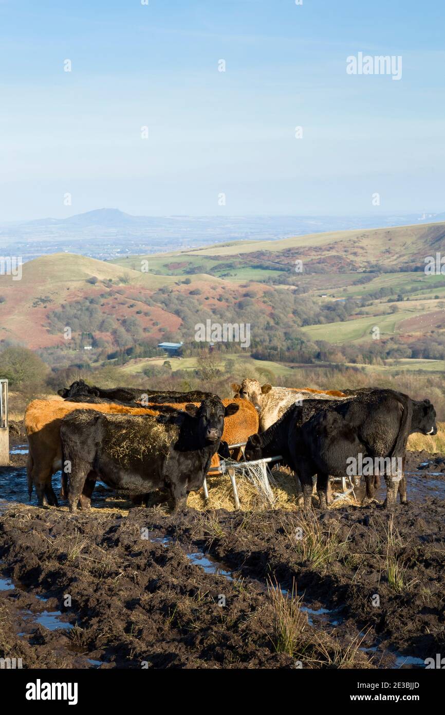 Cows eating in a field in winter, farmland in Shropshire Hills, Shropshire, UK Stock Photo