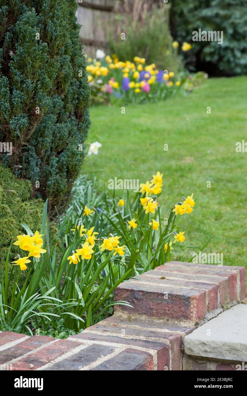 Spring flowers in an English garden with yellow daffodils and lawn, UK Stock Photo
