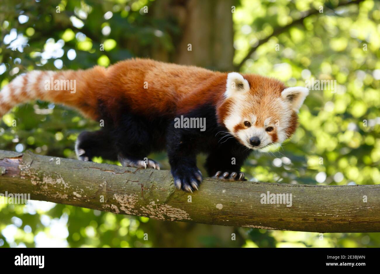 Red panda or lesser panda (ailurus fulgens) in a tree. Red pandas are