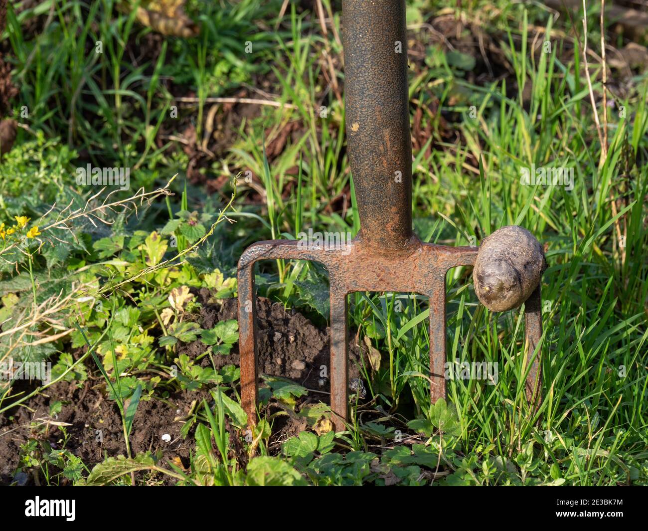 Digging to be done - garden fork in weed filled allotment, garden. Stock Photo