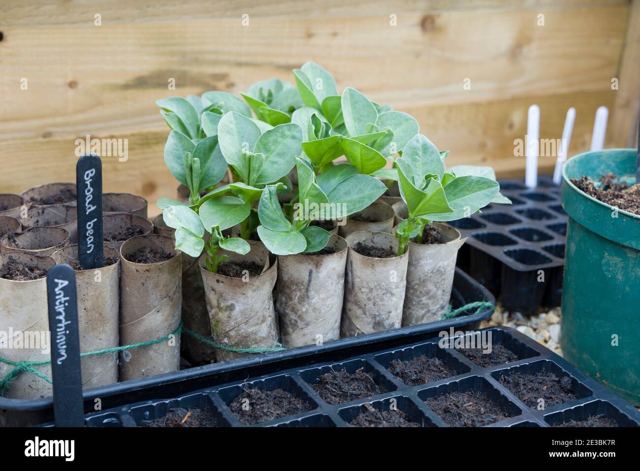 Growing broad bean (fava bean) seedlings in toilet rolls in a cold frame. Vegetable growing in winter, UK Stock Photo
