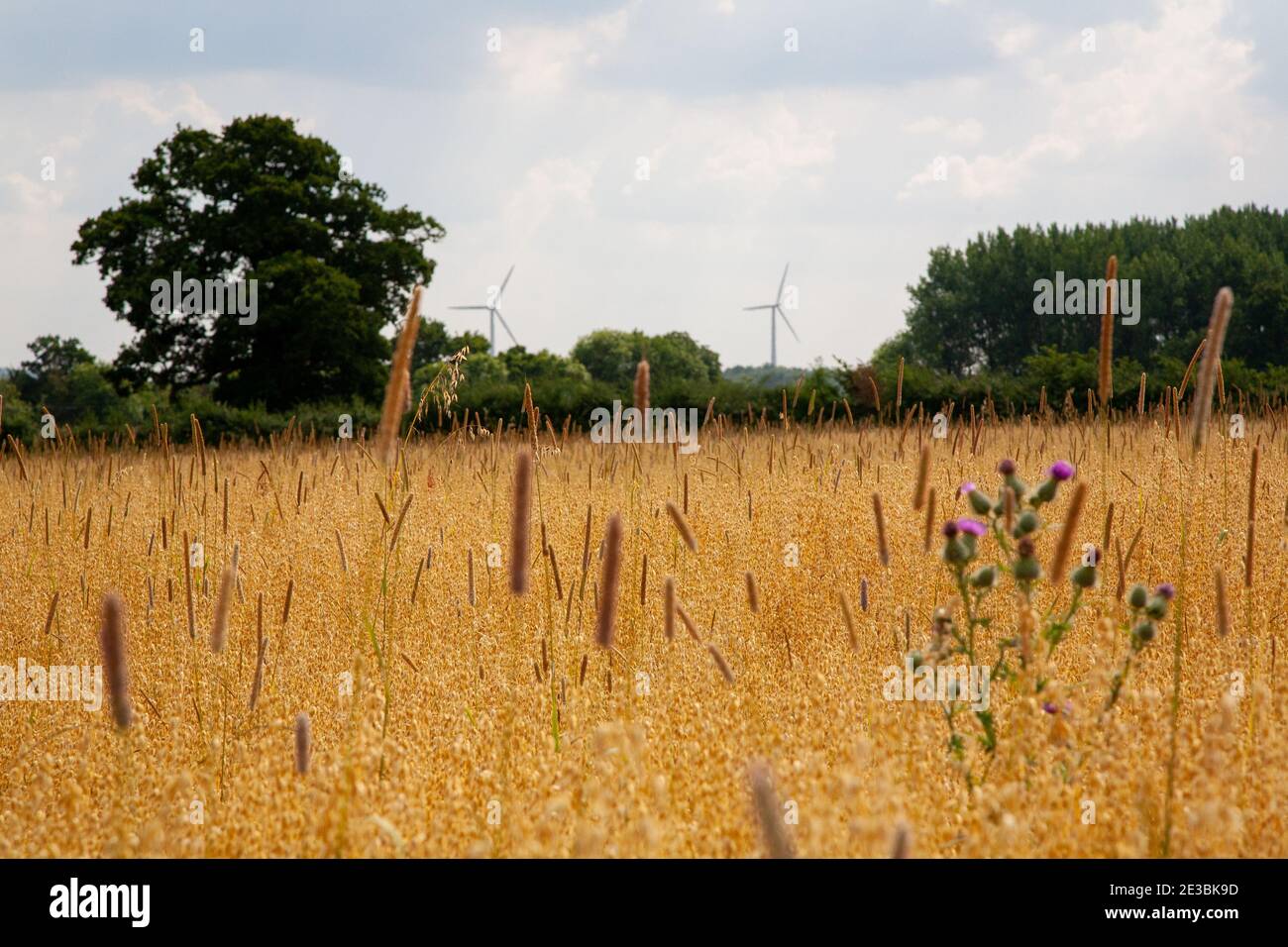 Summer meadow with wild plants and wind turbines in the distance during early autumn. Oxford, England Stock Photo