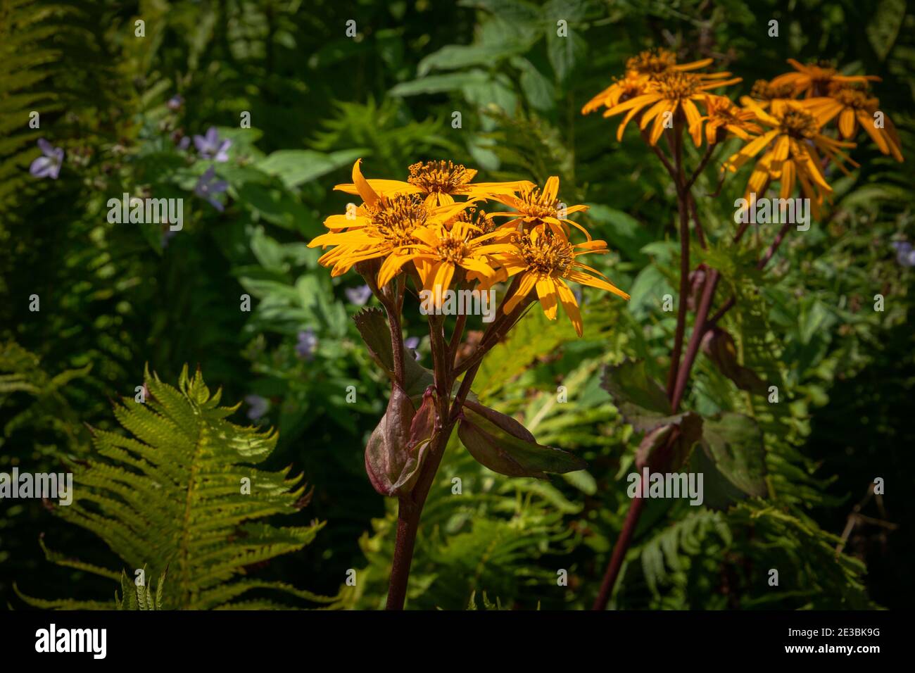 Ligularia dentata desdemona, summer ragwort in bloom Stock Photo