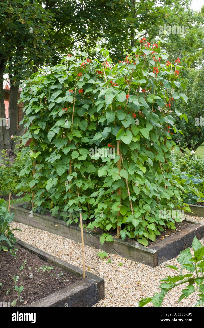 Runner beans and French beans growing in an English vegetable garden, UK Stock Photo