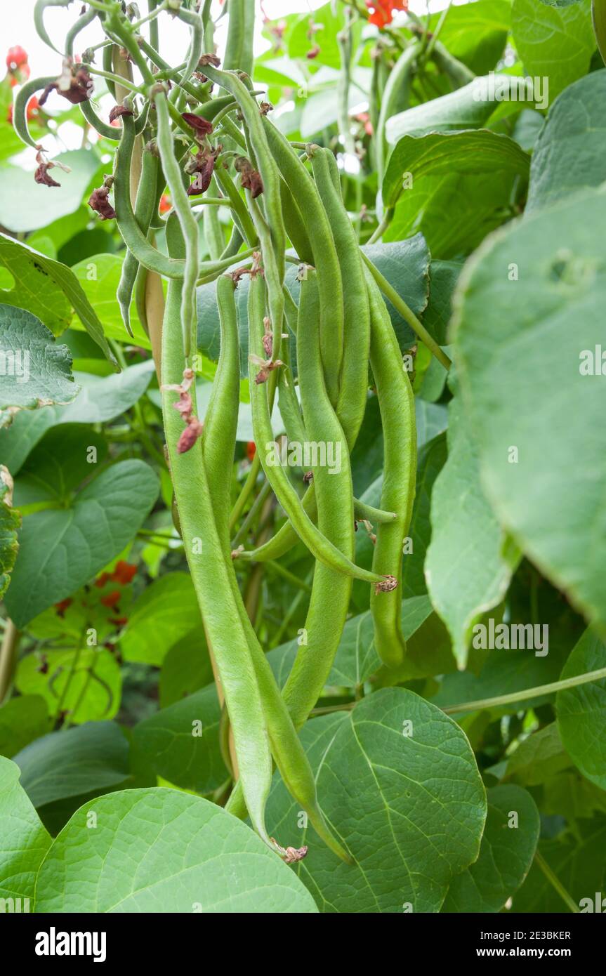 Runner bean plants growing in a vegetable patch of a garden in England
