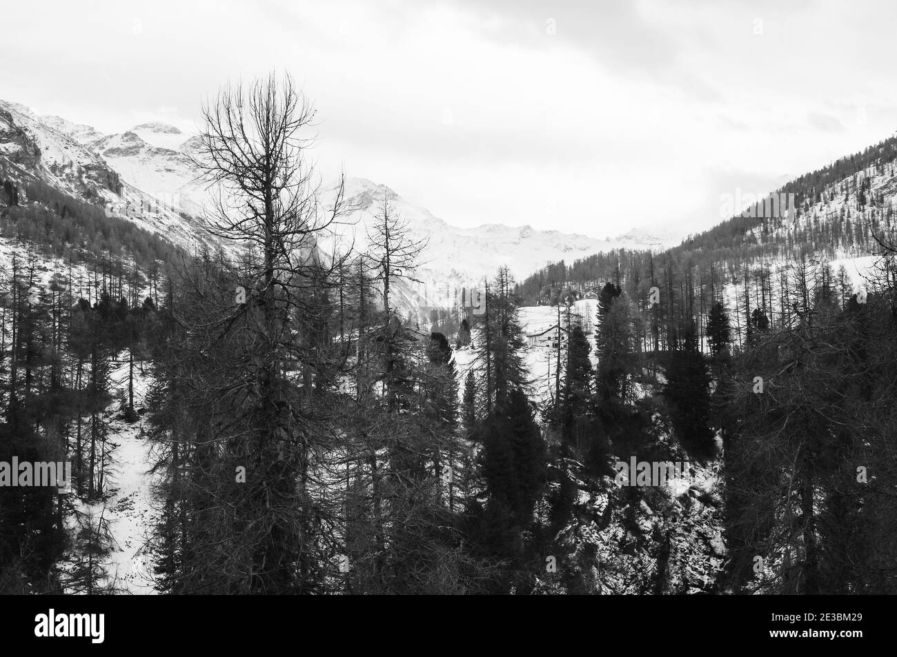 Beautiful shot of dry trees on the Val Fex mountainside in Engadine, Switzerland Stock Photo