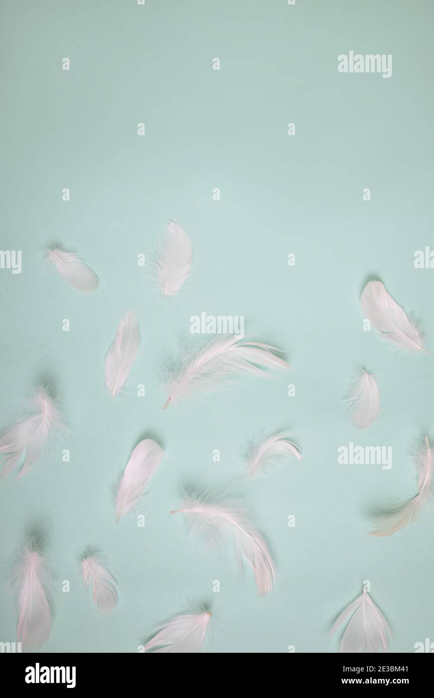 White feathers on pastel background Stock Photo