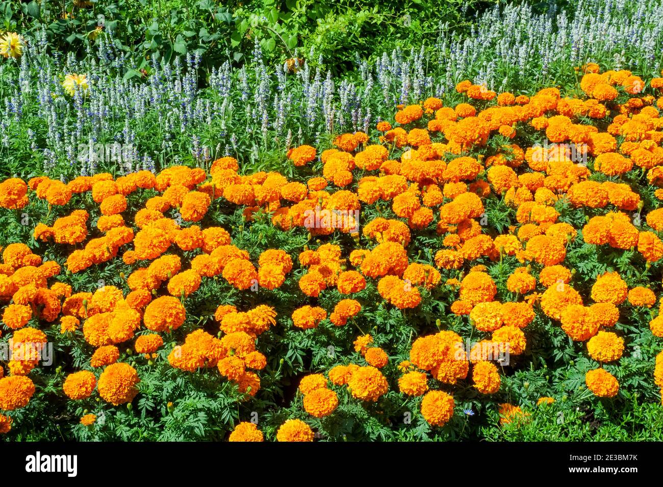 Flower bed border of marigolds which are a yellow summer flowering plant growing in a public park formal garden in July, stock photo image Stock Photo