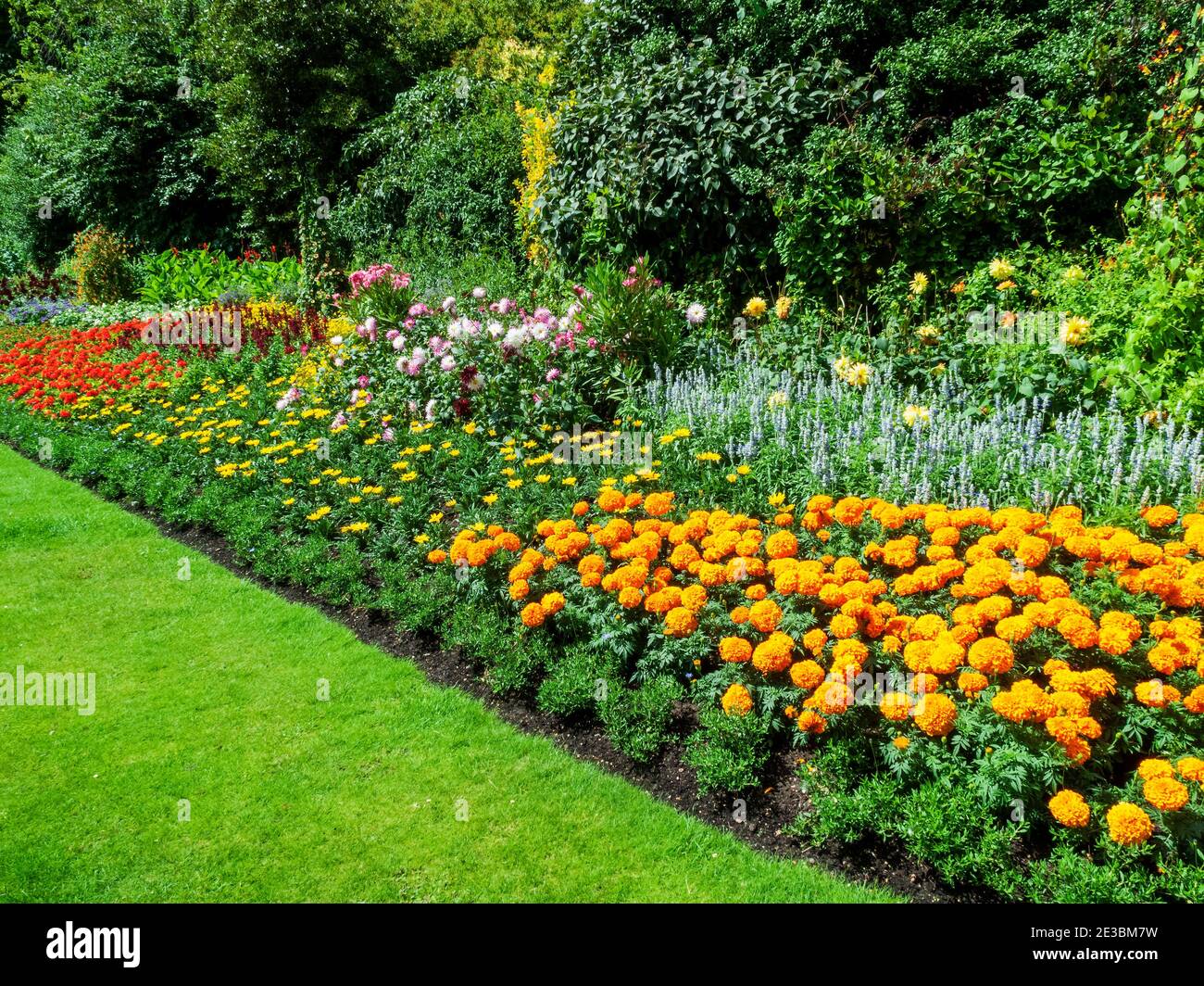 Flower bed border with marigolds which are a yellow summer flowering plant growing in a public park formal garden in July, stock photo image Stock Photo