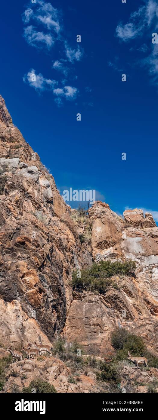 Capra pyrenaicas over the rocks under clear sky Stock Photo