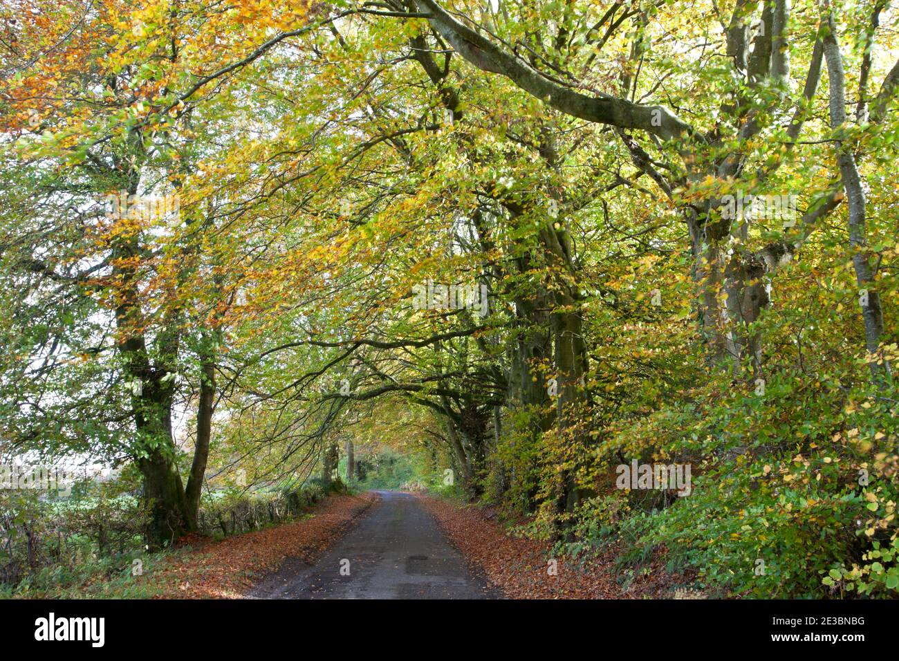 Beech trees on a quiet country lane near Dinton in Wiltshire. Stock Photo