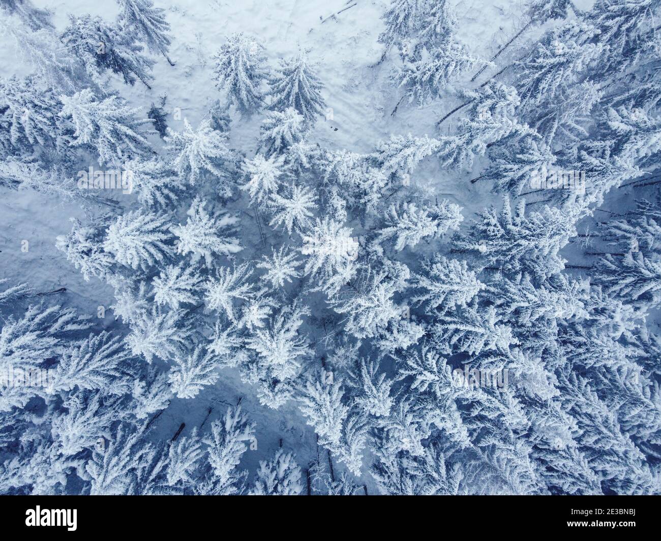 Aerial of conifer forest hi-res stock photography and images - Alamy