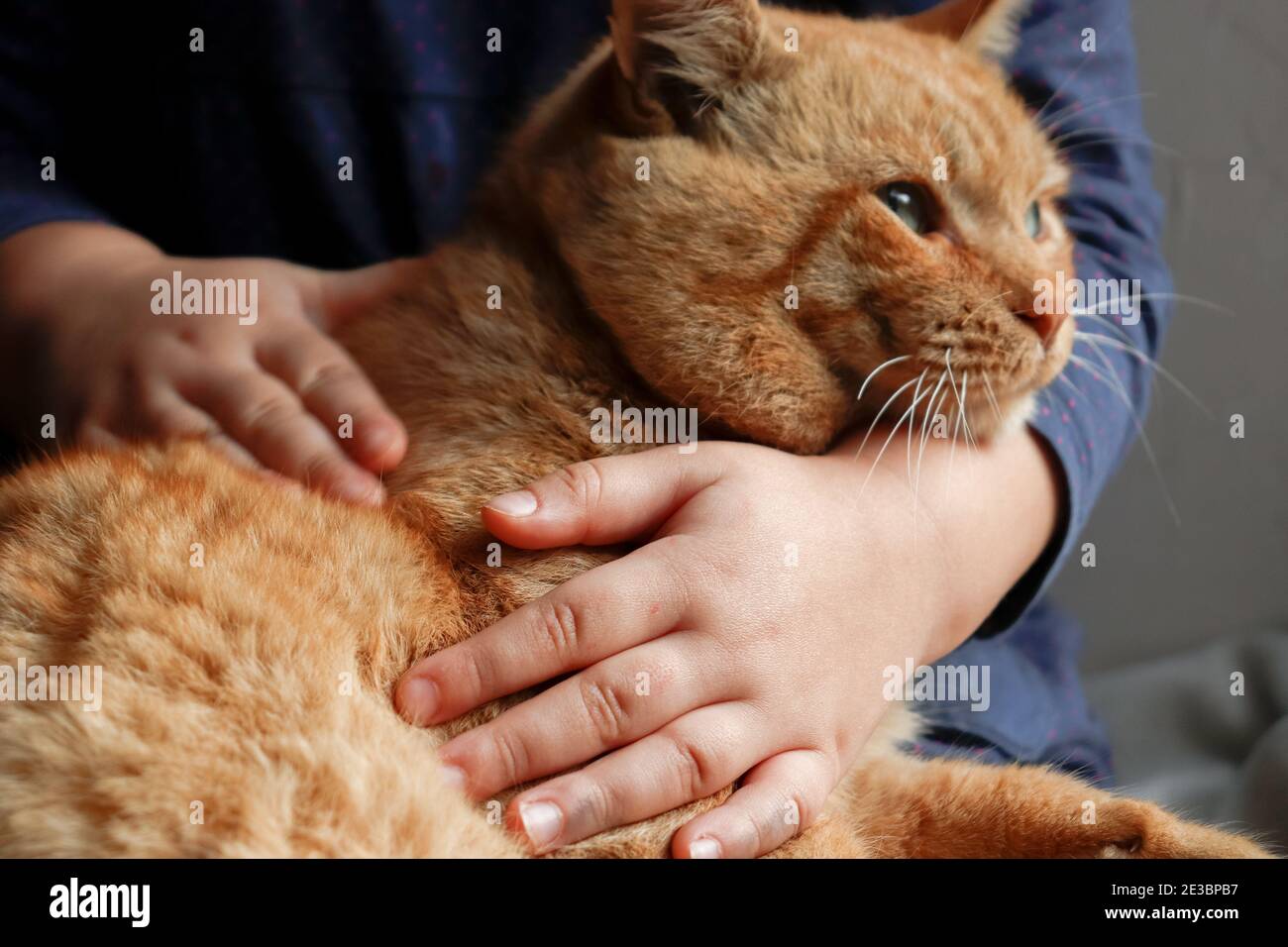 The baby is playing with a ginger cat. The girl hugs a domestic cat. Friendship of a child with an animal Stock Photo