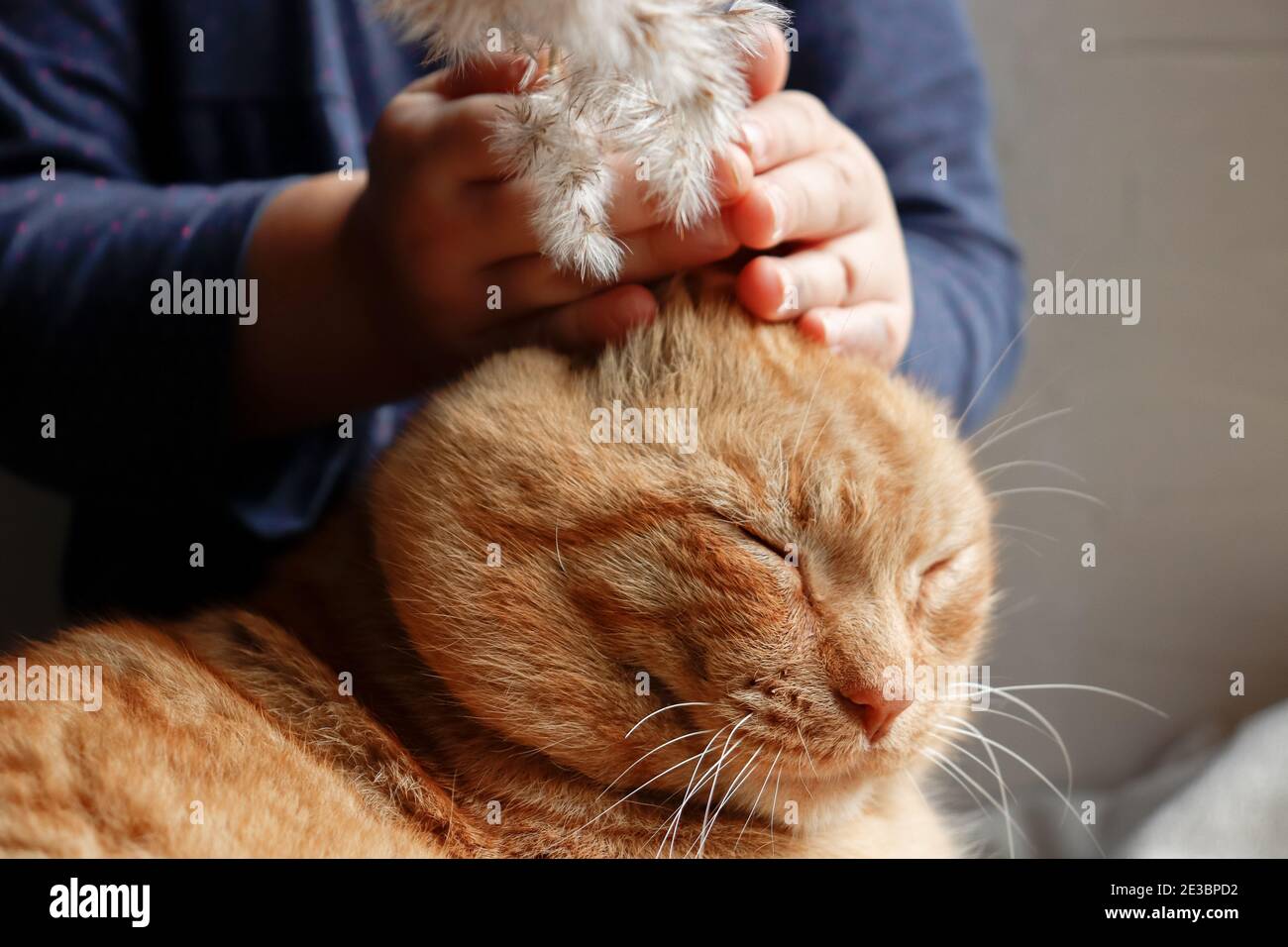 The baby is playing with a ginger cat. The girl hugs a domestic cat. Friendship of a child with an animal Stock Photo