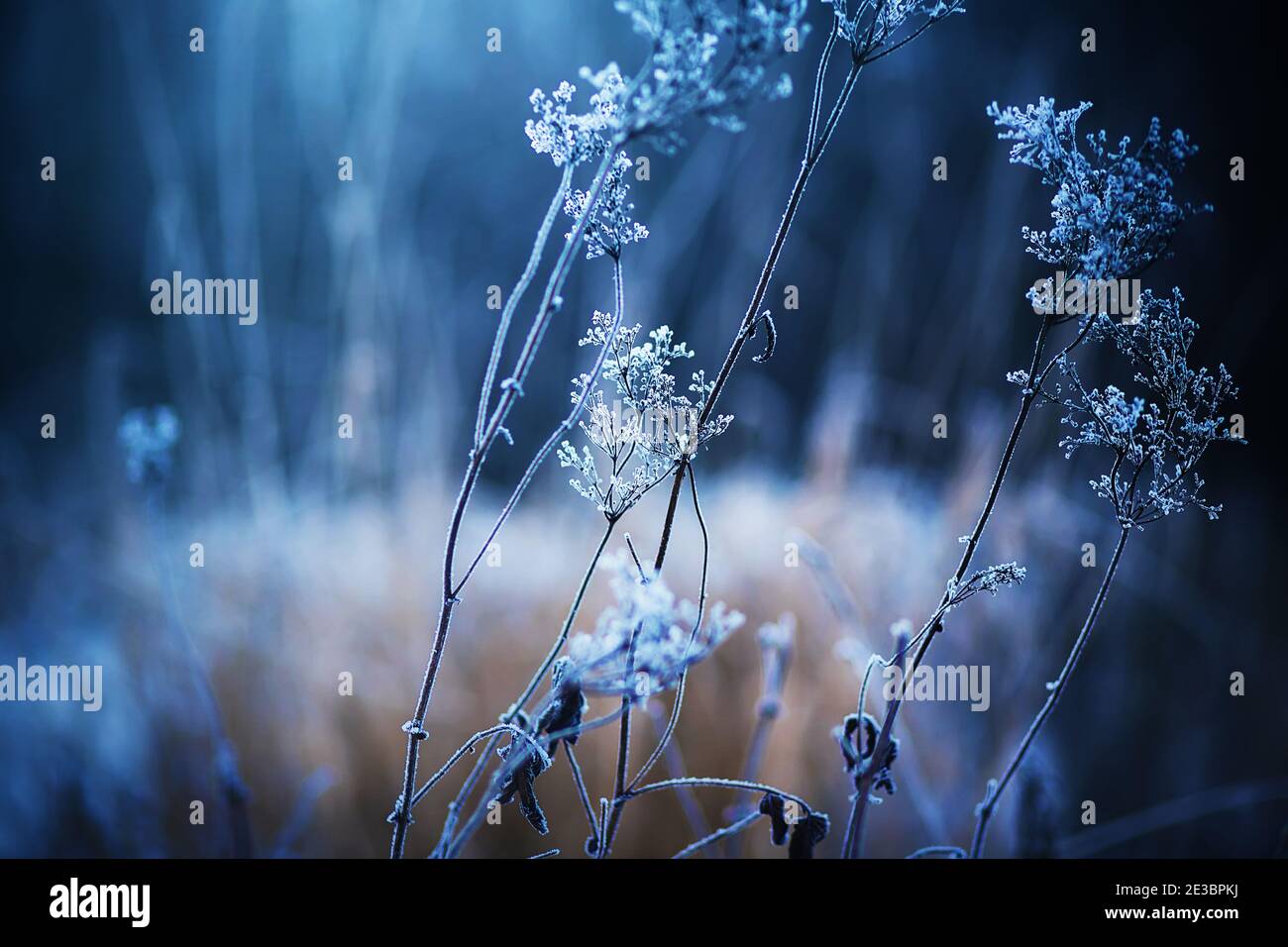 A withered plant on thin stems is covered with frost and snow in a cold frosty winter in a dark forest. Nature in winter. Stock Photo