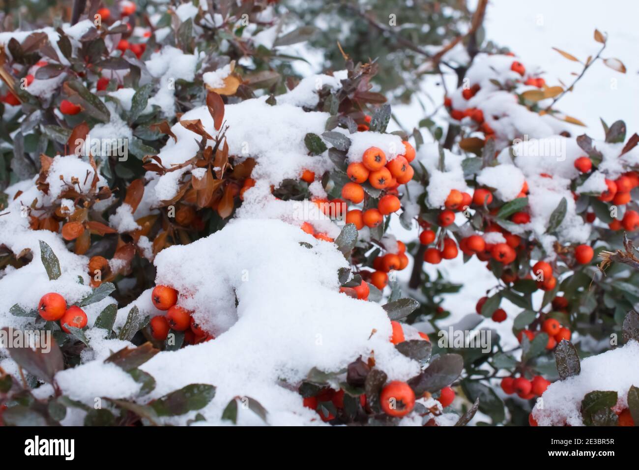 Red rowan berries covered snow. Nature background. Winter view. Stock Photo