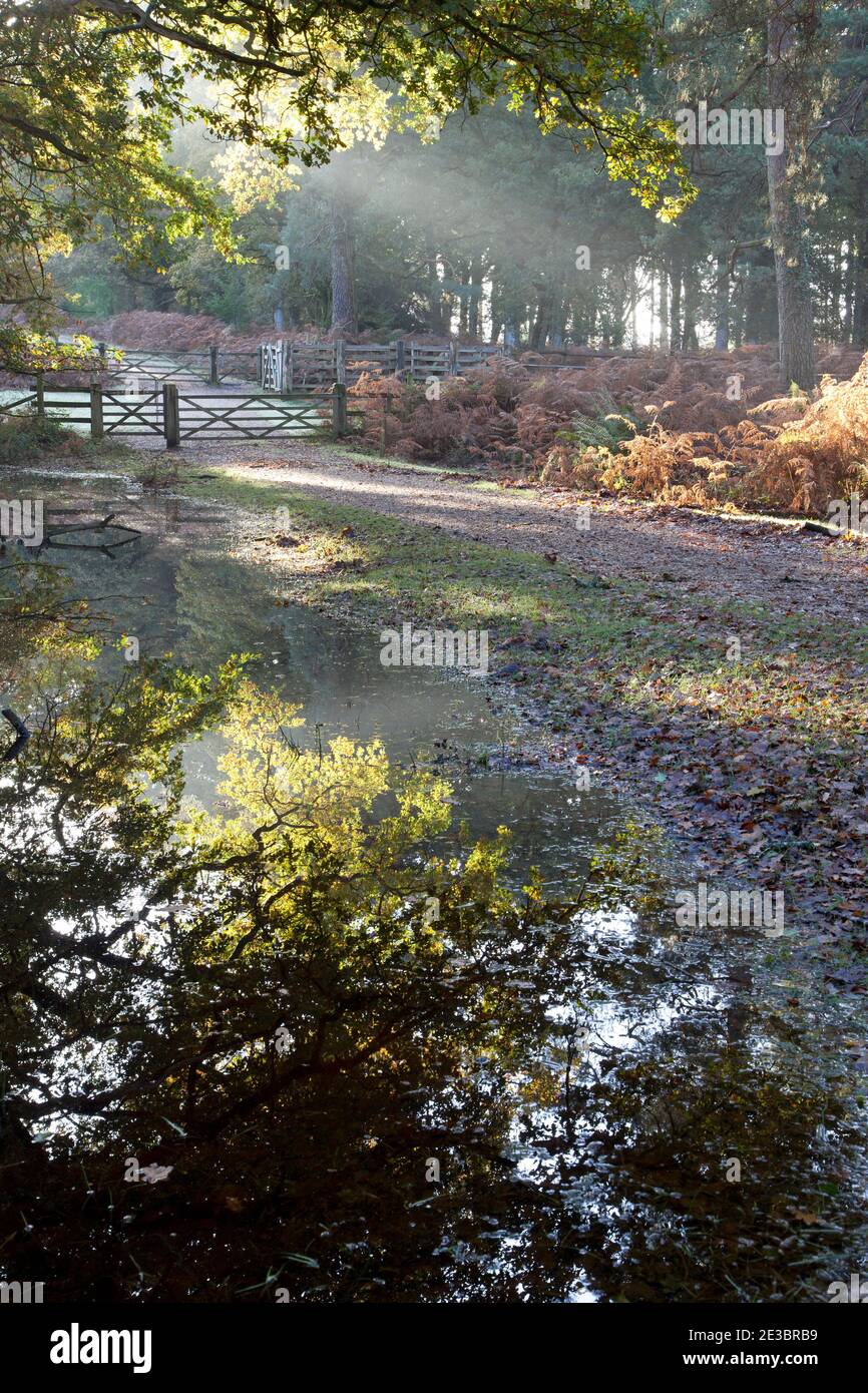 The branches of an oak tree reflected in a pool of water at Amberwood in the New Forest. Stock Photo