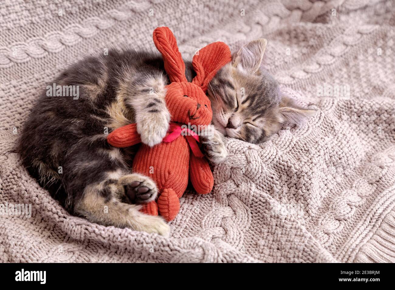 6,000+ Sleeping Rabbit Stock Photos, Pictures & Royalty-Free Images -  iStock