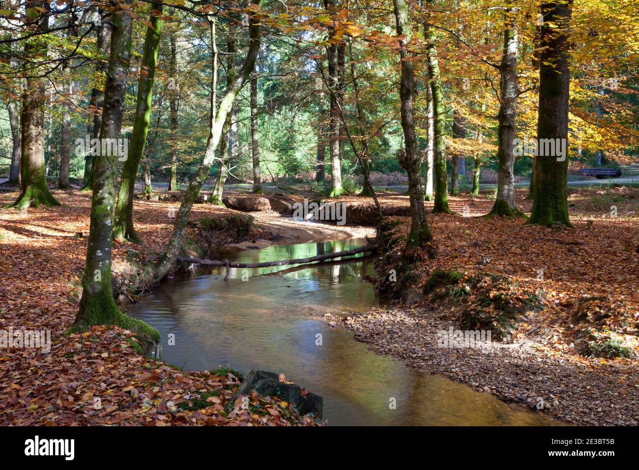 Autumn at Latchmore Brook, near Fritham in the New Forest. Stock Photo