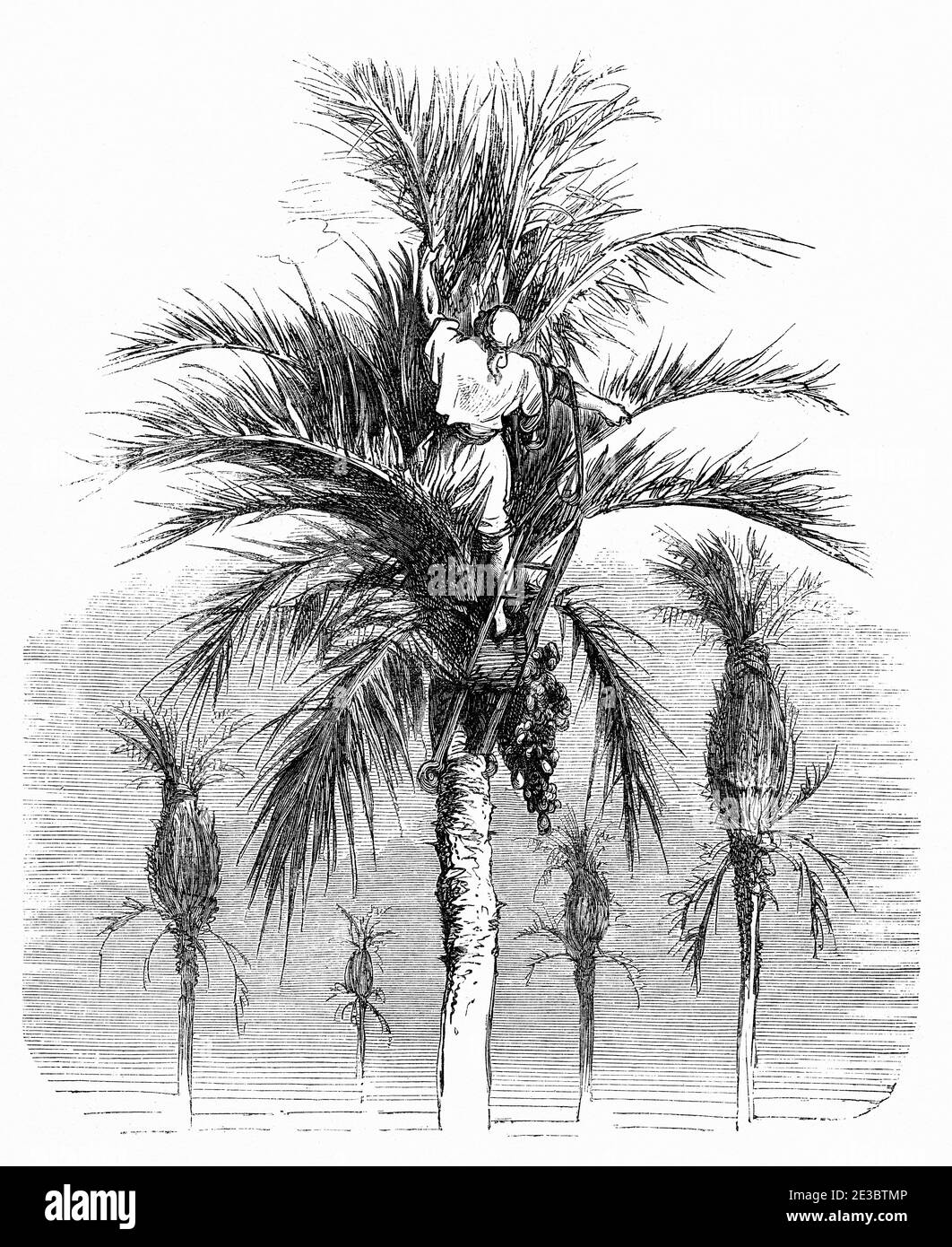 Traditional binding palm fronds in the palm grove of Elche, Comunidad Valenciana. Spain, Europe. Old 19th century engraved illustration, El Mundo en la Mano 1878 Stock Photo